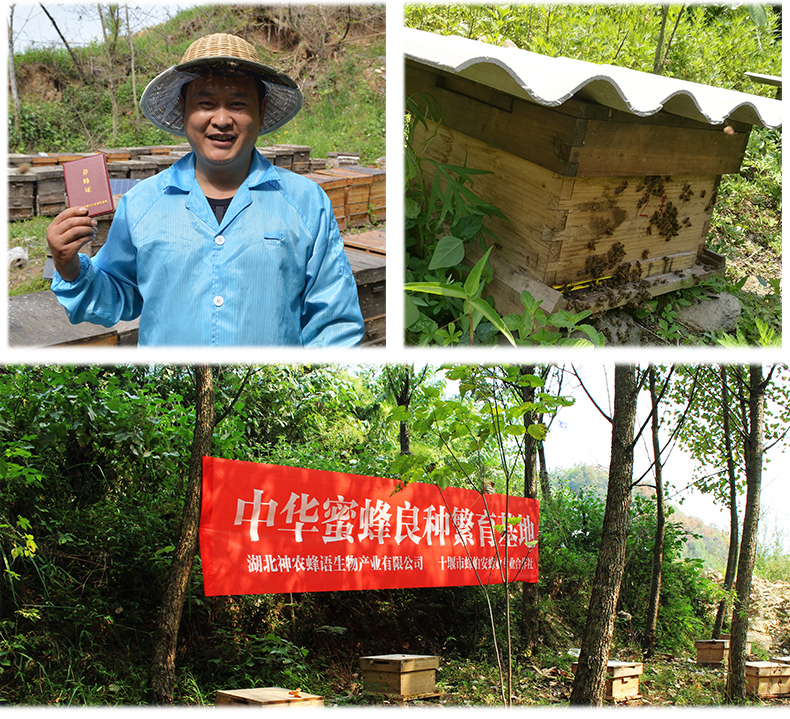 【神农蜂语 洋槐蜜】 蜂蜜500g玻璃瓶槐花蜜野生百花土蜂蜜