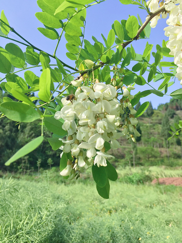 【邮政扶贫】渠县李乡憨二哥养蜂合作社农家自产百花蜜50克试吃装