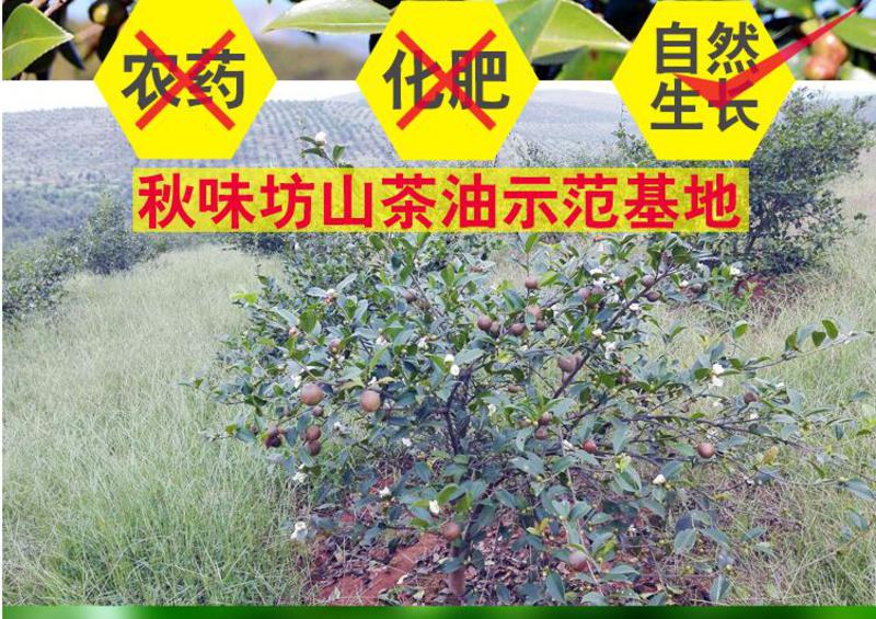 【邮乐吉安馆】井冈茶油500ml一瓶装【惊喜价】