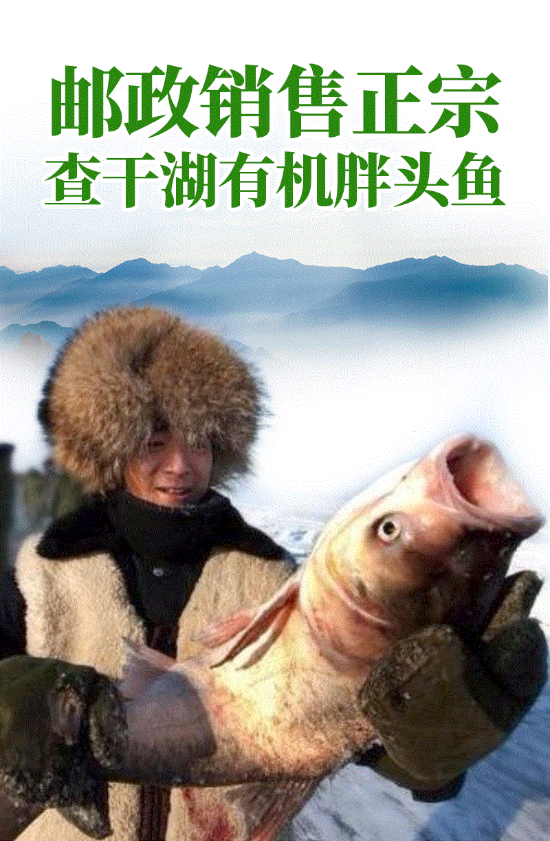 正宗查干湖野生胖头鱼11.1-13斤（鱼跃龙门）