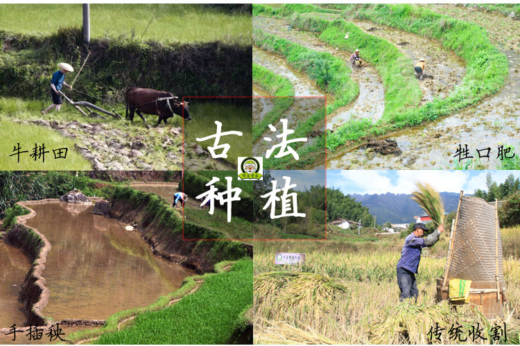 【邮乐江西馆】水木清华，禅韵靖安 乡村风山泉大米