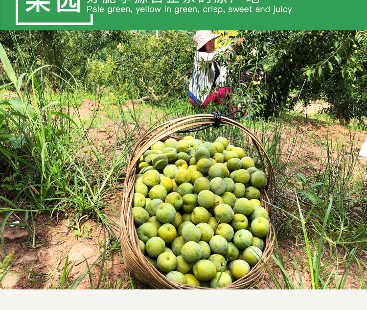 预售四川青脆李宣汉清脆李子脱骨李子新鲜水果生鲜绿色食品5斤普通装