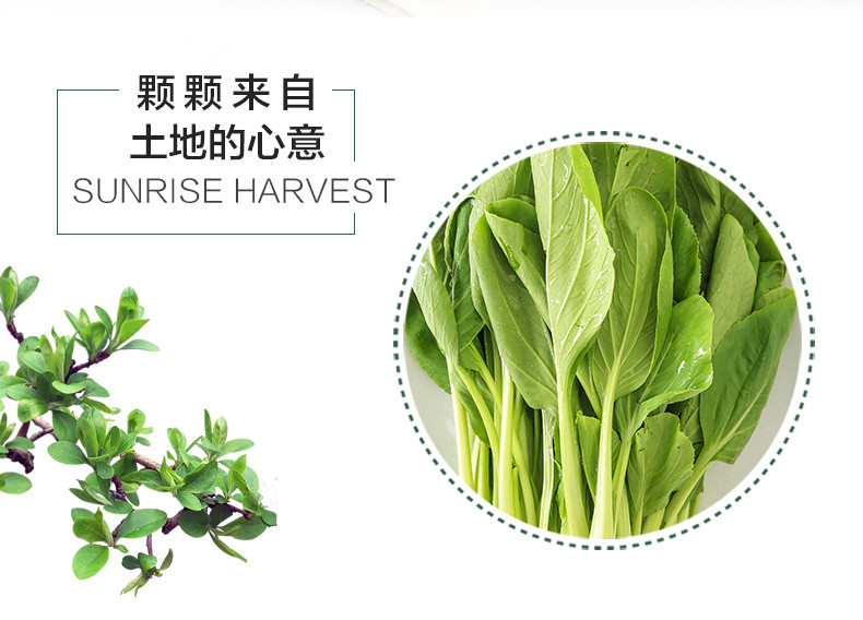 战疫助农 邵阳市区专供叶子菜大礼包小白菜2斤+菜苔2斤+大白菜6斤（正负0.5斤）