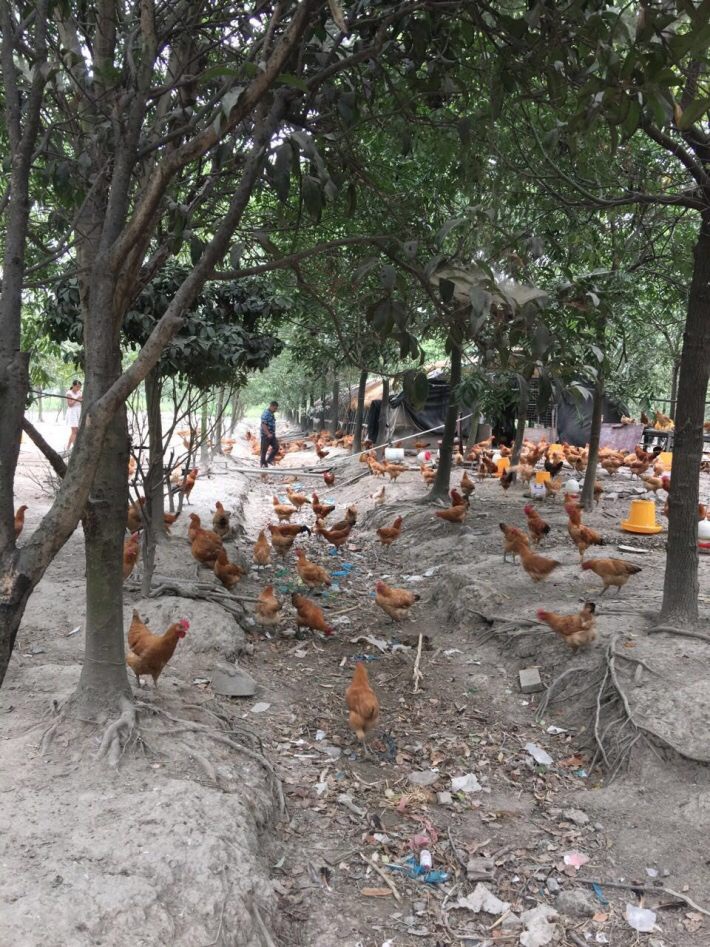 初心臻品 初心初生蛋苏北土鸡蛋自有农场新鲜限量发售