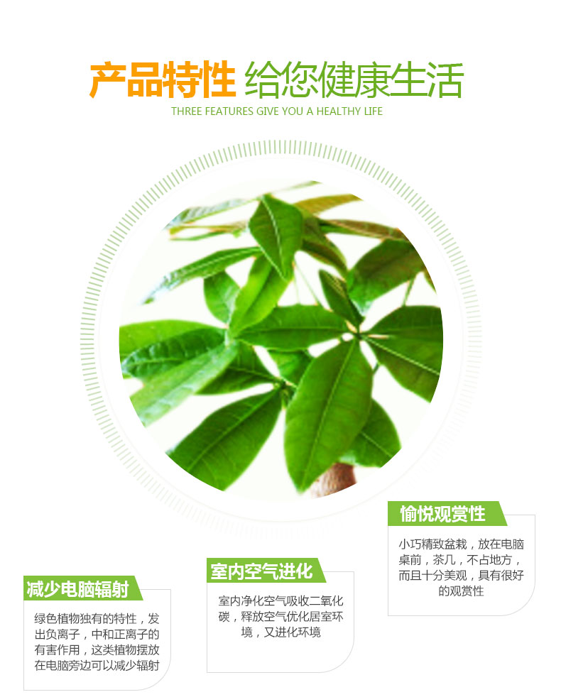 【邮乐漳州馆】发财树 袖珍奋斗盆栽发财树植物办公室内客厅吸甲醛净化空气绿植盆栽含盆 ZZDL