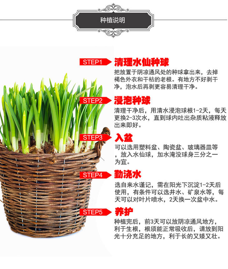 【邮乐漳州馆】漳州水仙花盆栽 佳品8粒装