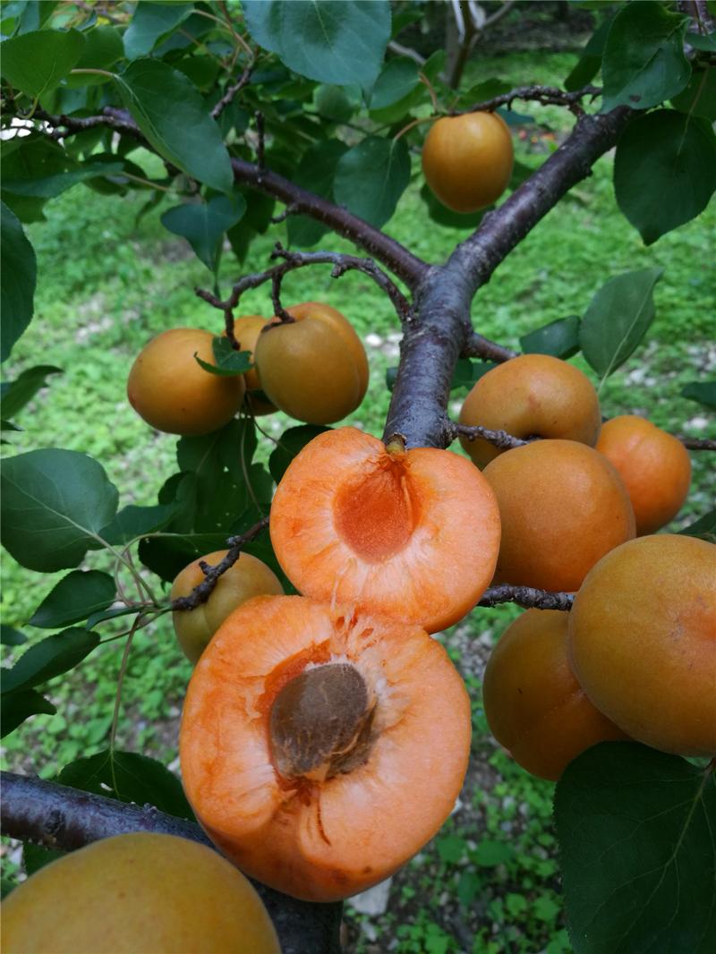 藏邮鲜 汶川香杏子     个大皮薄农家有机绿色种植