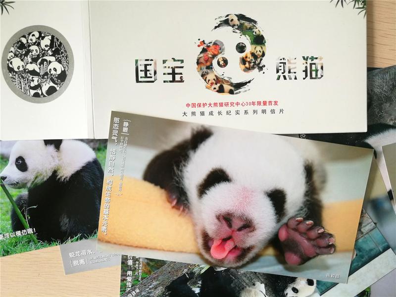 国宝熊猫  中国保护大熊猫研究中心30年限量首发      汶川邮票专柜