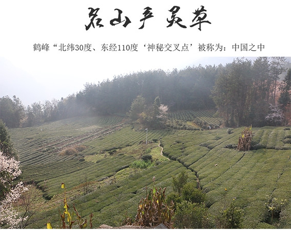 问玄·初心 【鹤峰】鹤峰邮政分公司厂家直供一叶一芽绿茶288g/盒