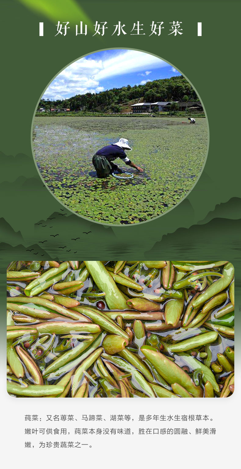 楚杏堂 恩施土家特产莼菜新鲜马蹄菜蔬菜