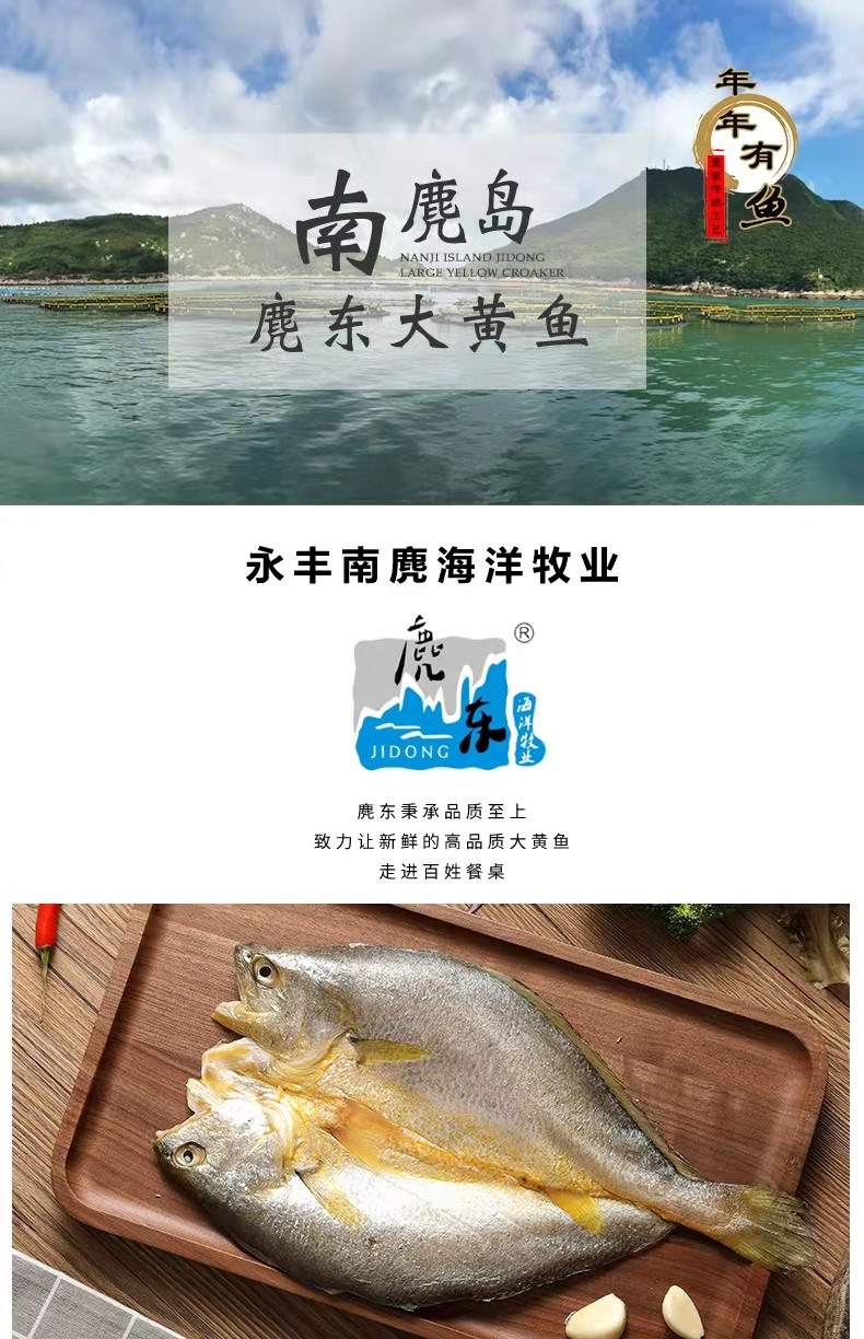 麂东牌 仿野生南麂大黄鱼  深海养殖 整条冰鲜鱼 2条装