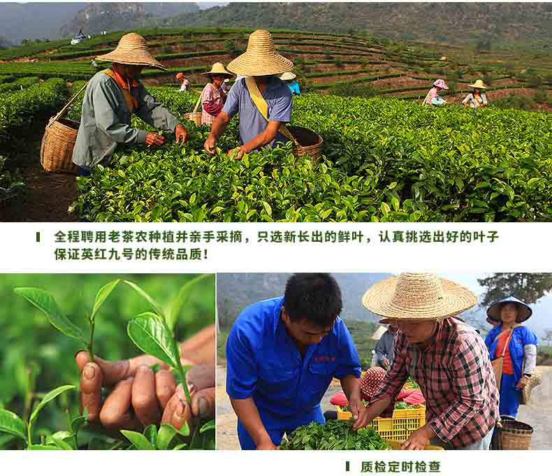 积庆里英德绿茶 明前春茶 罐装绿茶茶叶