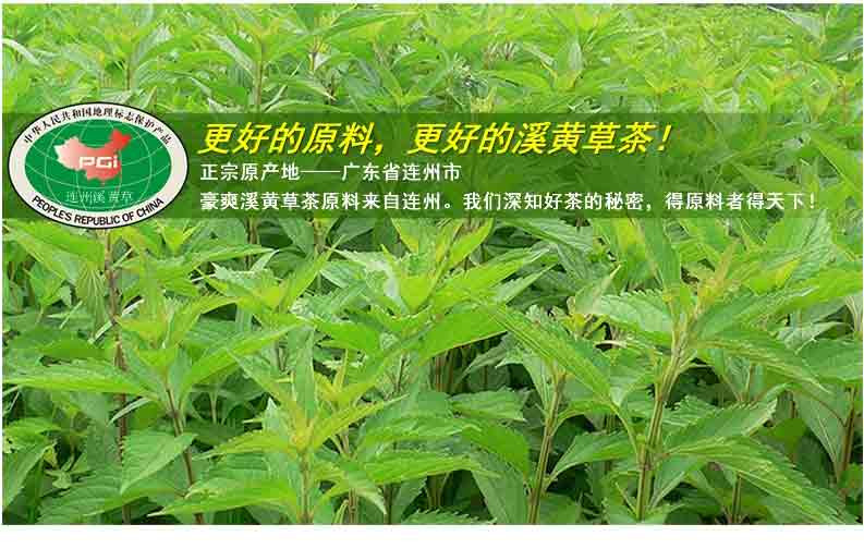 豪爽 灵之溪黄茶 野生溪黄草 爱肝茶养生茶益生茶 精选料高品质