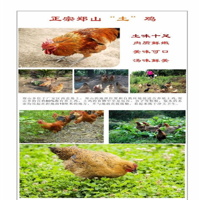 【广安邮政】农家自产 正宗郑山土鸡（公鸡/只）仅限广安城区