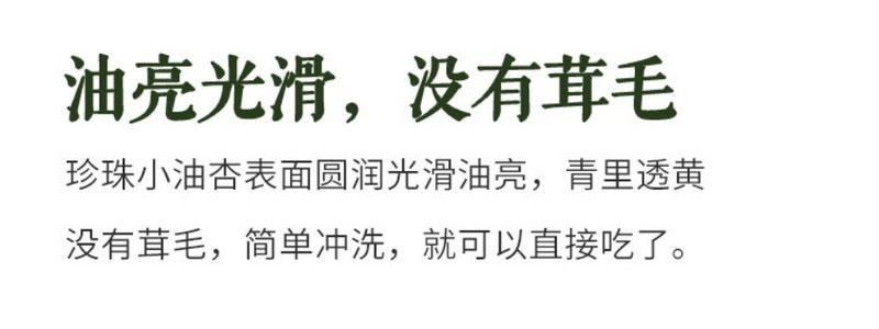 农家自产 【甘肃包邮】张掖珍珠油杏5斤装，现摘现发