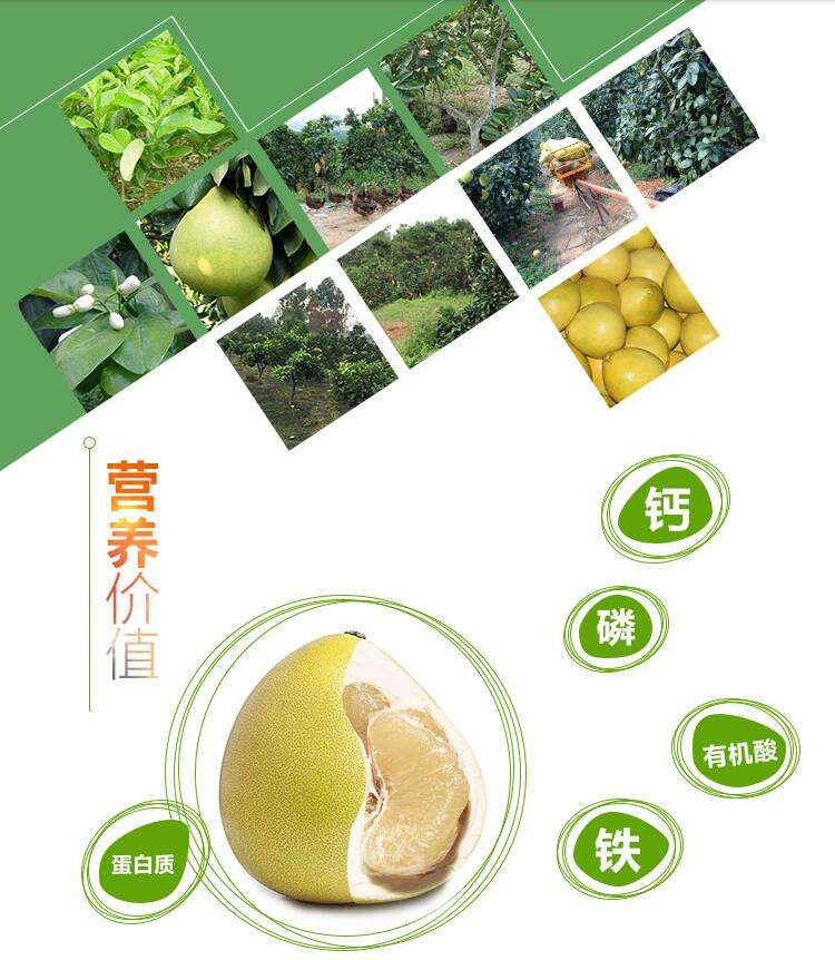 容县蜜柚   (2.5kg、2个单果)