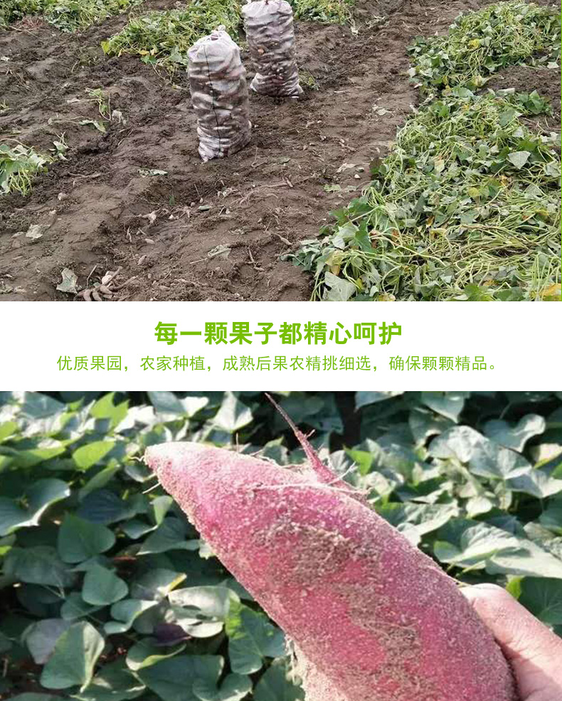 【领劵立减11元】广东茂名沙地冰淇淋红薯现挖新鲜一点红番薯粉糯香甜花心板栗紫薯