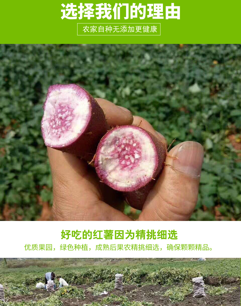 【领劵立减11元】广东茂名沙地冰淇淋红薯现挖新鲜一点红番薯粉糯香甜花心板栗紫薯