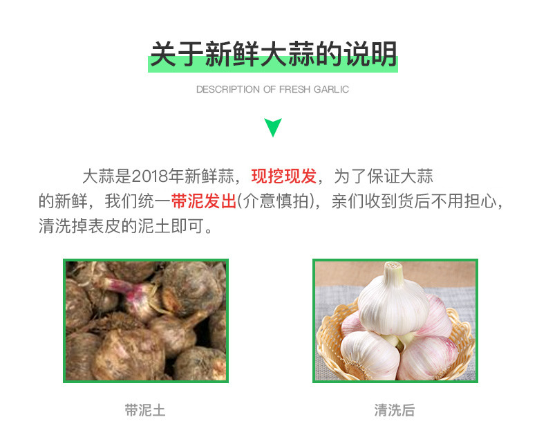 2018年成县新鲜紫皮大蒜头鲜蒜现挖紫皮大蒜5斤低价包邮