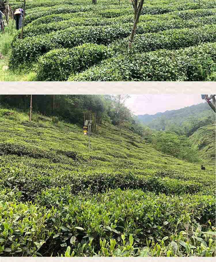 【康县扶贫地方馆】康县特产阳坝绿茶200g袋装绿茶