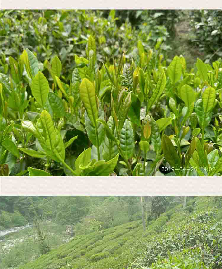 【康县扶贫地方馆】康县特产阳坝绿茶200g袋装绿茶