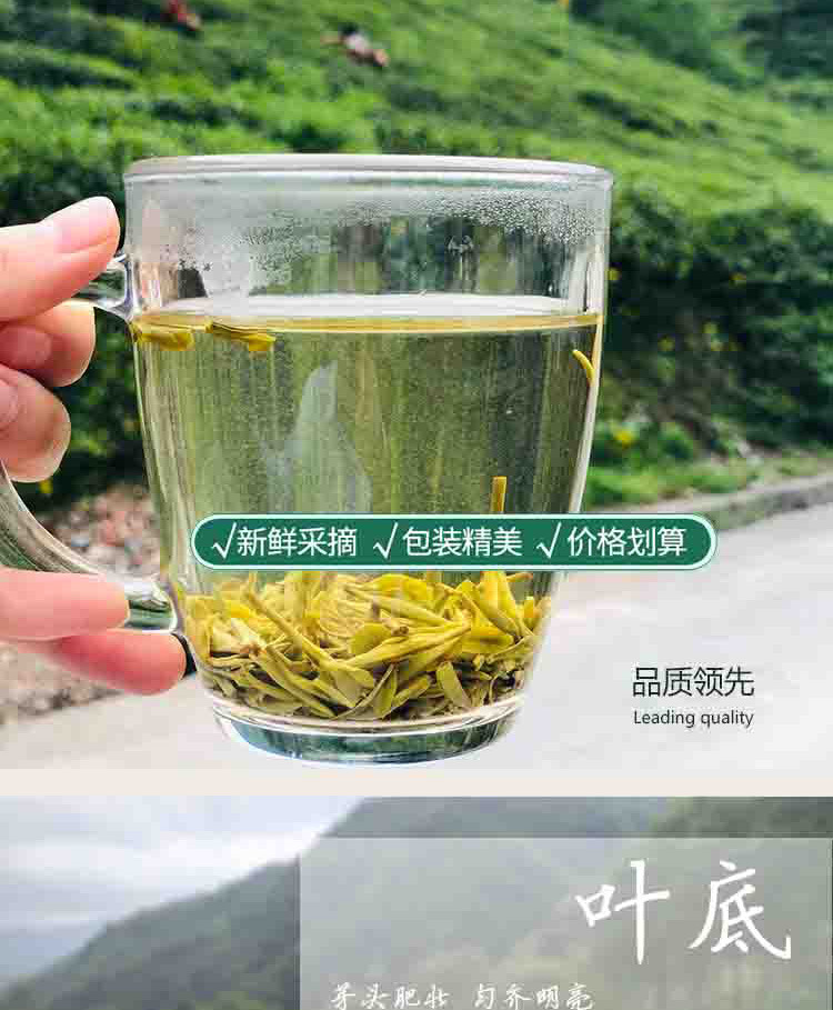 【康县扶贫地方馆】康县特产阳坝绿茶200g袋装绿茶