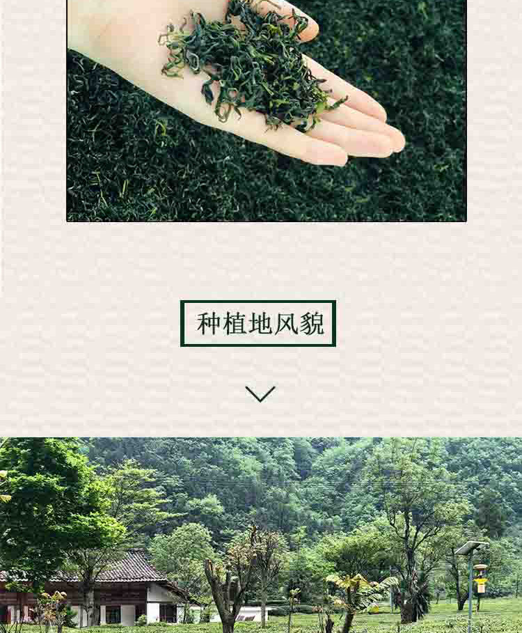 【康县扶贫地方馆】康县特产阳坝绿茶200g袋装绿茶