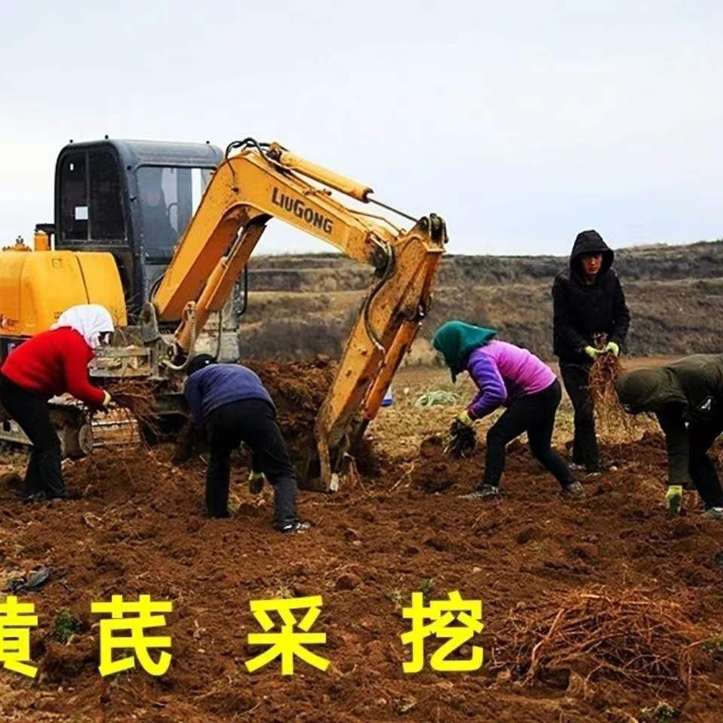 【宕昌振兴馆】大山深处千年药乡黄芪==体验装5袋（18g/袋*5袋）（一盒20袋）两盒送手提袋