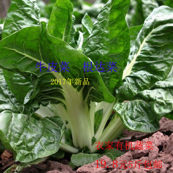 【武胜邮政自营店】农家自产 四川武胜生态蔬菜牛皮菜厚皮菜 有机无农药19.8元 5斤包邮