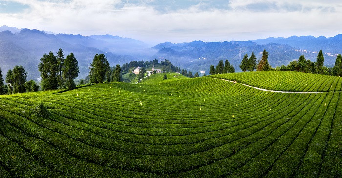 宣恩昌臣 伍台飘雪 特级茉莉花茶 200g 富硒贡茶