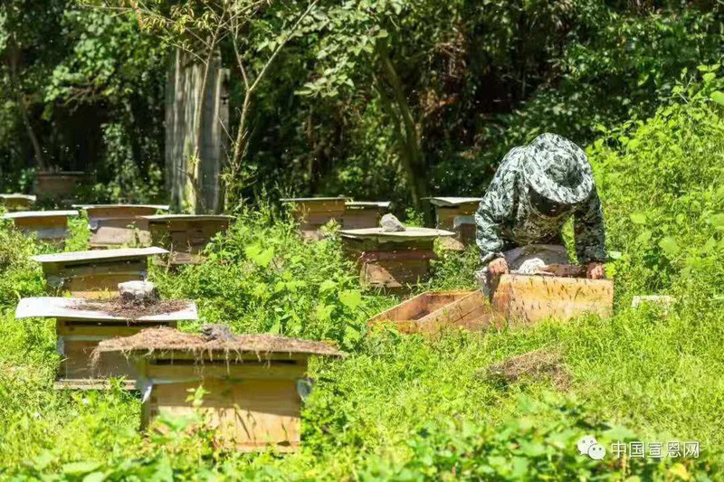 农家自产 宣恩百花土蜂蜜+山岩石蜂蜜天然无添加500克