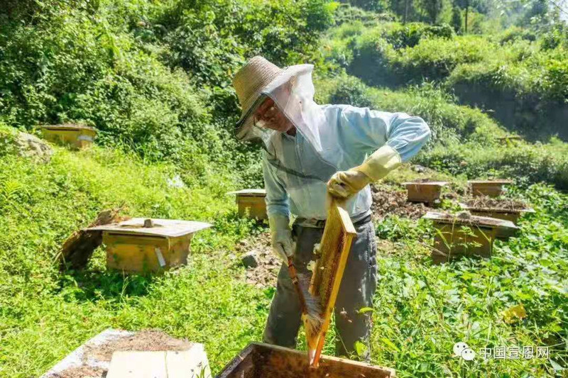 农家自产 宣恩百花土蜂蜜+山岩石蜂蜜天然无添加500克