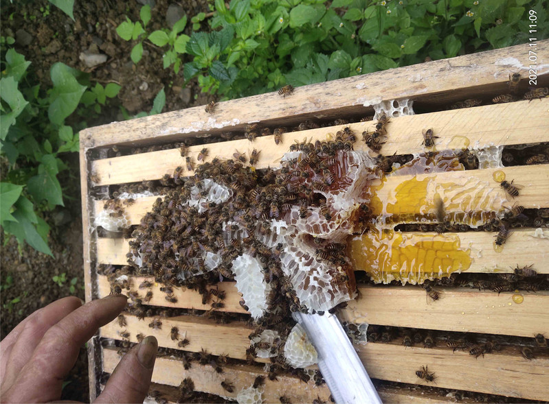 农家自产 宣恩百花土蜂蜜+山岩石蜂蜜天然无添加500克