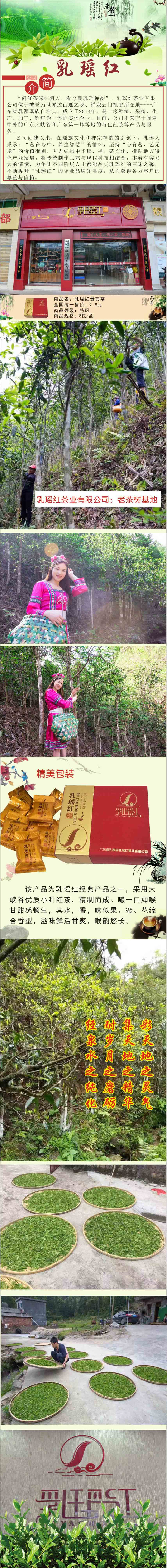 乳源特产 乳瑶红 贵宾茶 红茶 茶叶 茶 高山茶 有机茶