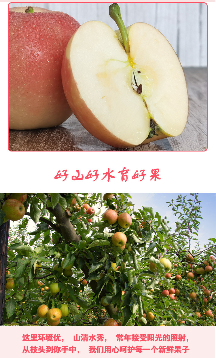 农家自产 【山西临汾】吉县苹果一级红富士苹果12枚8斤