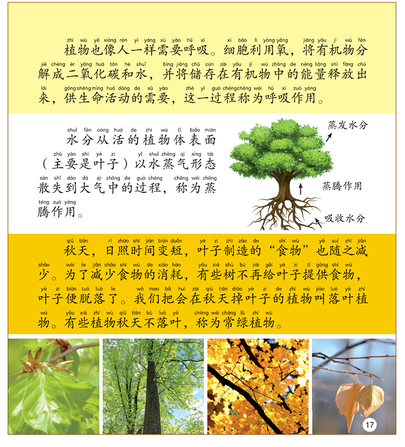 植物大百科绘本十万个为什么注音科普小百科读物全套科学启蒙(文)