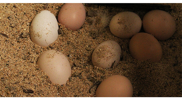 农家散养土鸡蛋新鲜柴鸡蛋草鸡蛋笨鸡蛋30枚