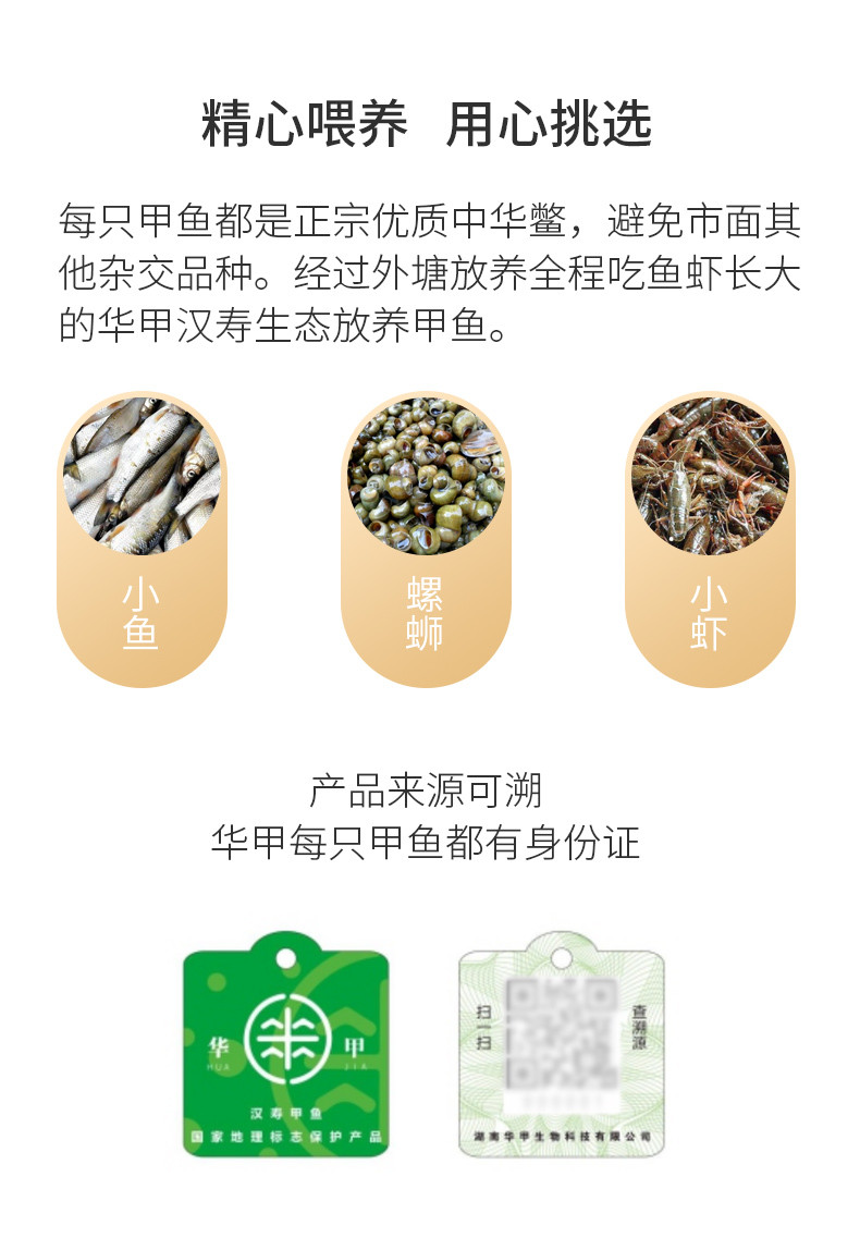 华甲 汉寿甲鱼鲜活现杀中华老鳖2斤宰杀(直播款）