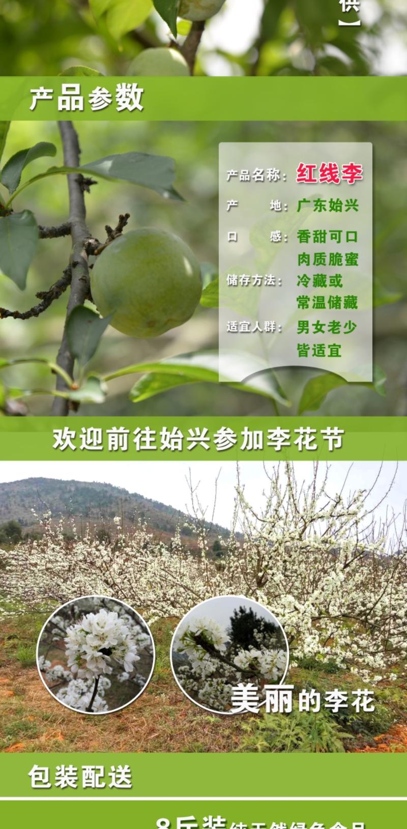 自产自销   【广东始兴】三华李 红线李 产地直发 现摘现发  8斤广东省内包邮