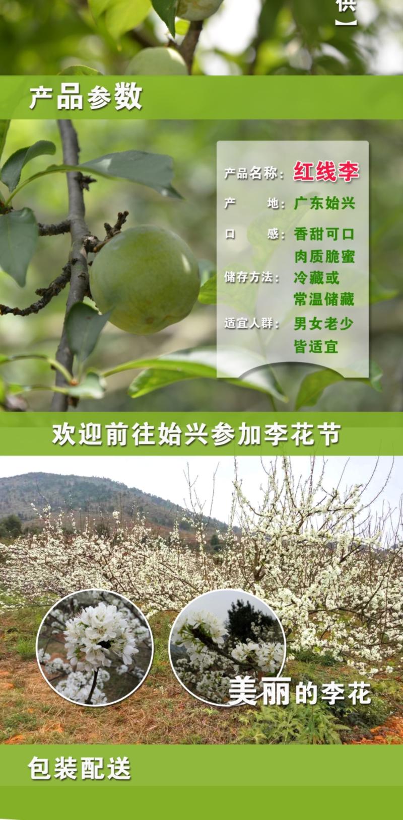 自产自销   【广东始兴】三华李红线李 产地直发 现摘现发 4斤广东省内包邮