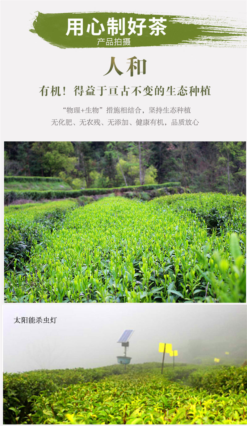 早雾青富硒茶炜丰乌龙茶高山乌龙茶 154g礼盒装