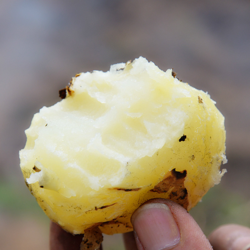 四川青藏高原土豆新鲜10斤带箱蔬菜洋芋高山马铃薯