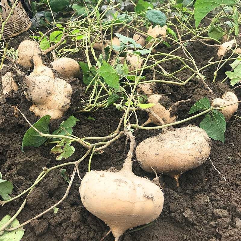 凉薯现挖整箱10斤四川农家果蔬菜白地瓜