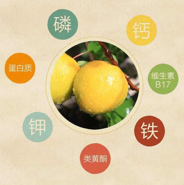 【酒泉市振兴馆】甘肃敦煌李广杏 3斤/5斤/7斤 甘肃省外包邮