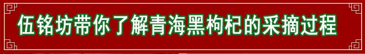 【岷信源】青海特产野生中果黑枸杞 野生黑枸杞50g装中大果