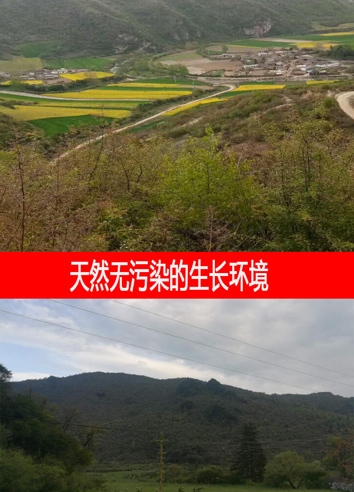 【邮乐定西岷县】甘肃岷县中草药黄芪滋补养生500g包邮助农增收