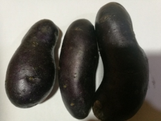 藏邮鲜 【扶贫助农】   壤塘县精准扶贫紫色土豆2500g,仅售50元还包邮！