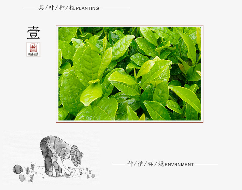 【泾渭茯茶】2017年七子茯茶357g