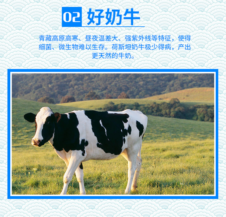 青海特产高原绿色天露纯之道原味纯牛奶250ml*12（全国包邮）