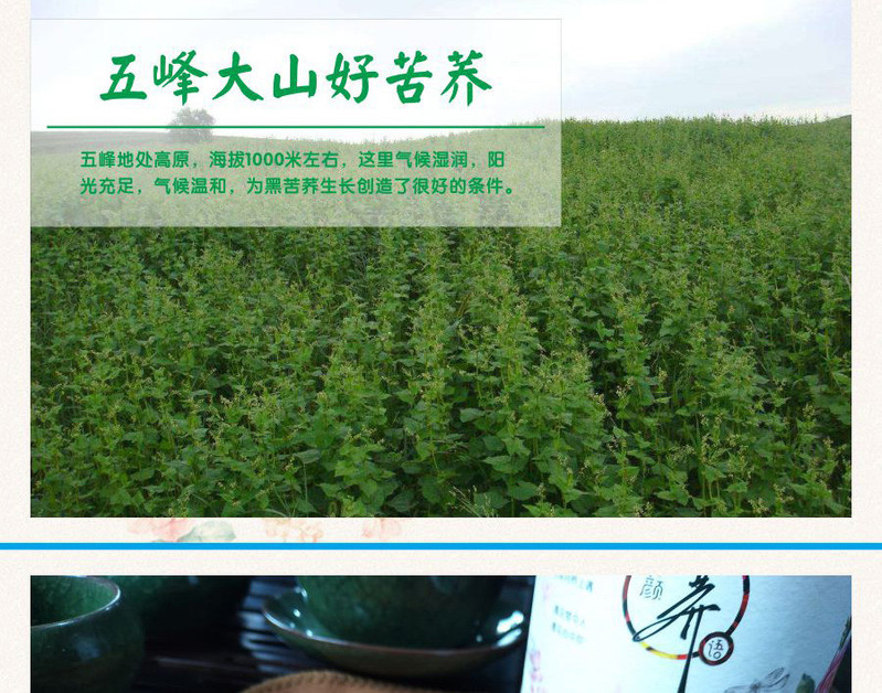 【邮政扶贫】湖北五峰苦荞茶 黑苦荞茶胚芽 罐装花草茶250g